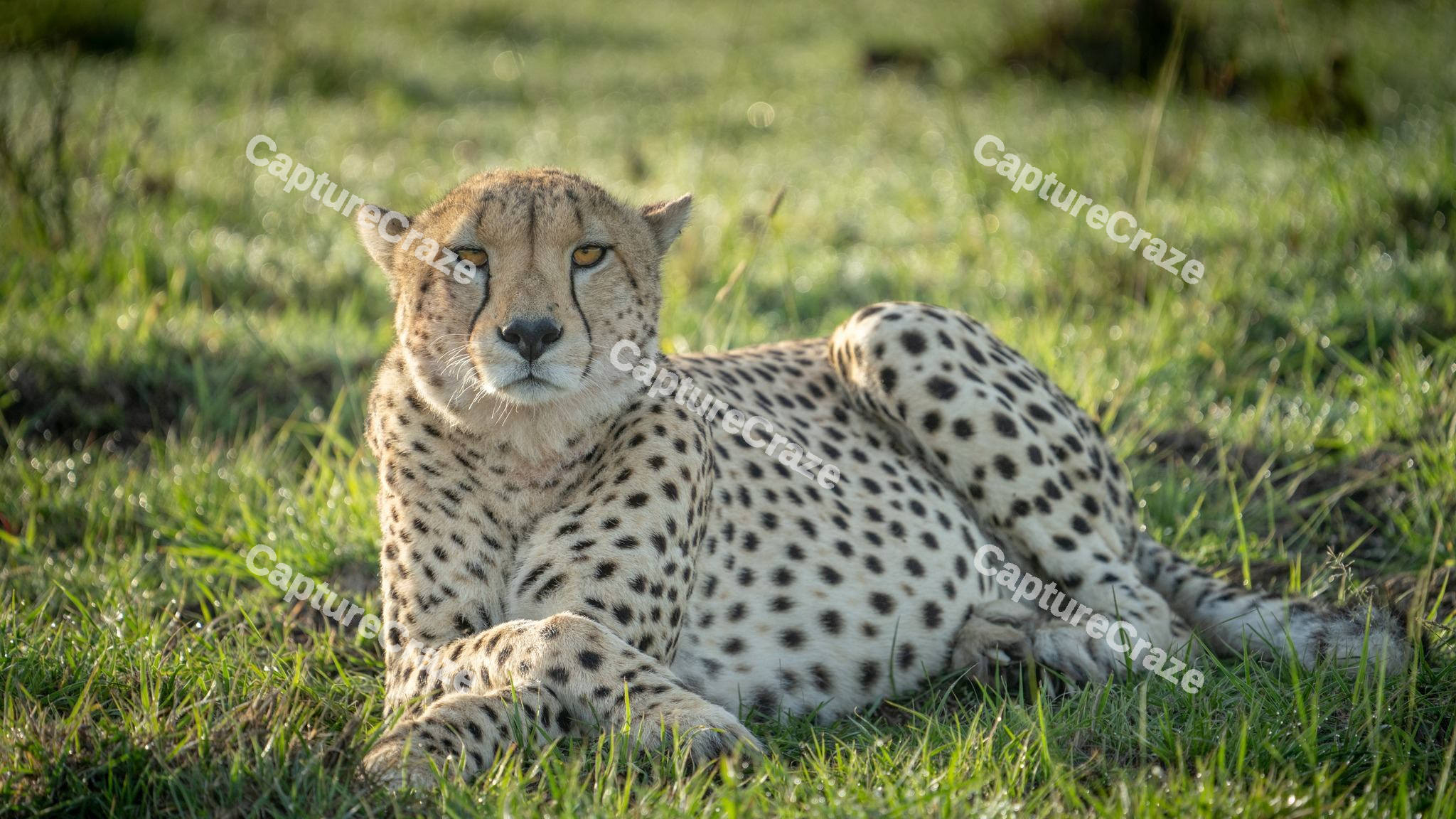Cheetah lying down in the grass